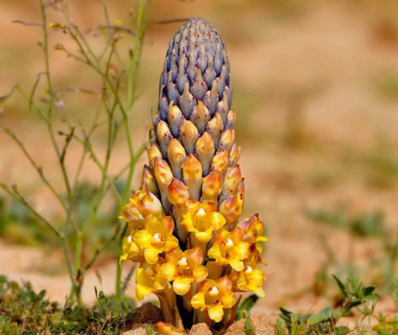 cistanche